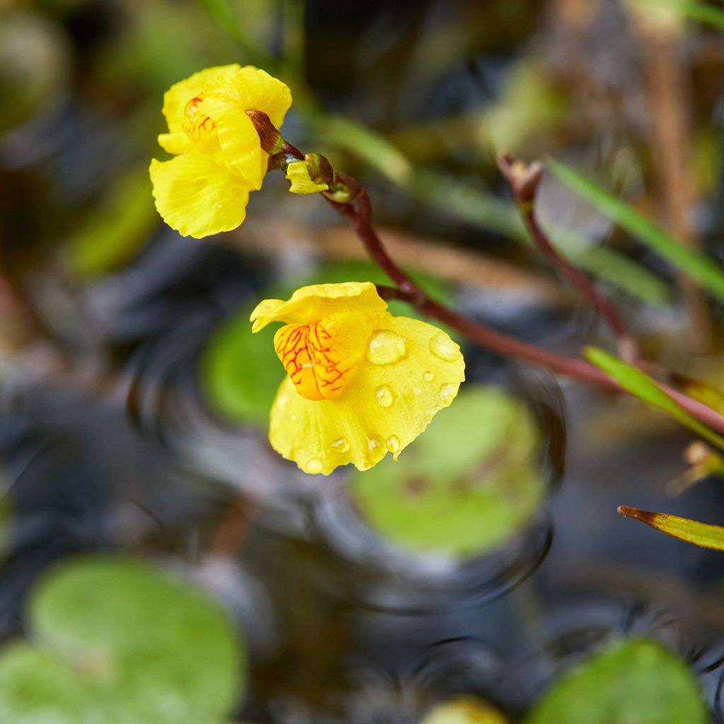 Utricularia vulgaris - Utriculaire commune