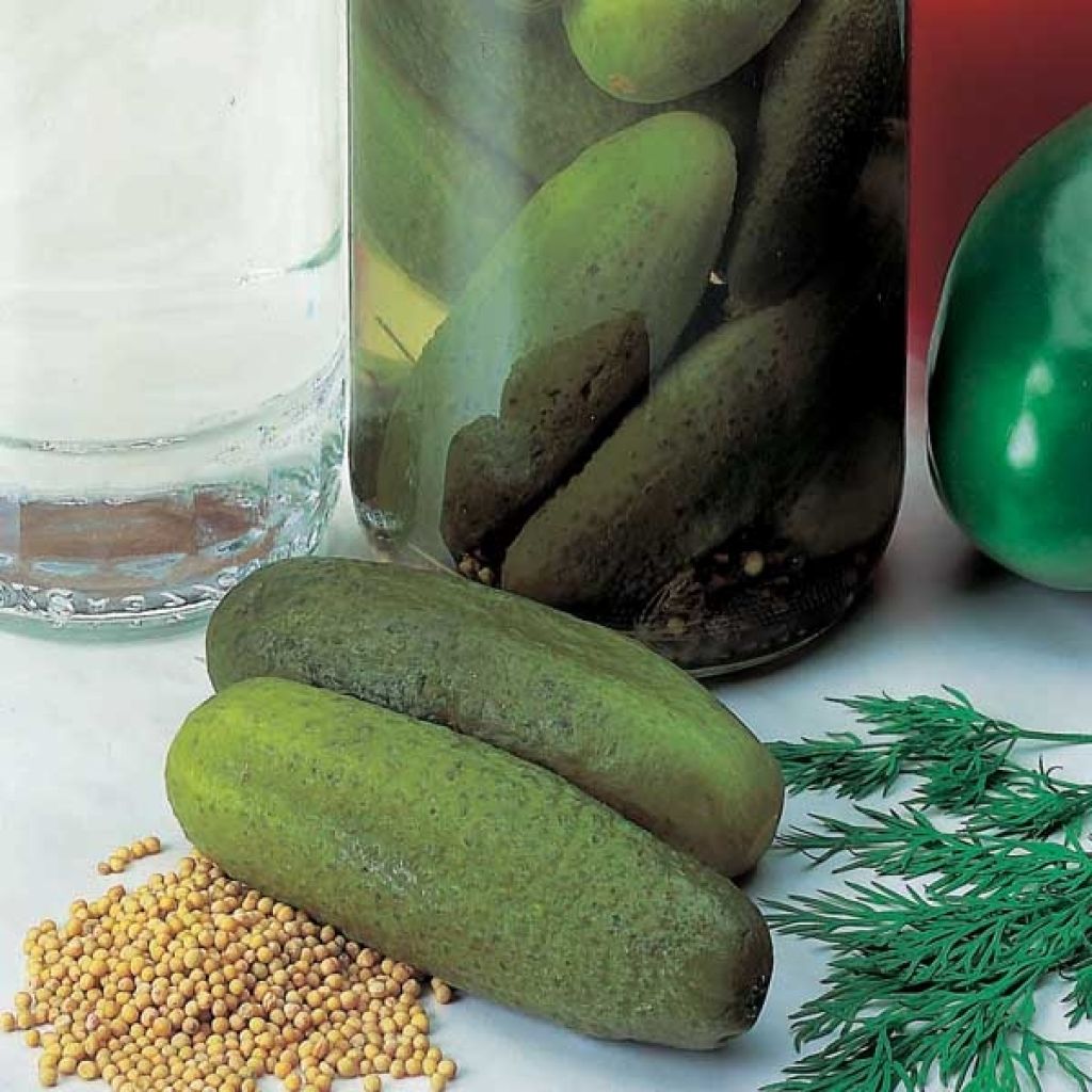 Cornichon Venlo