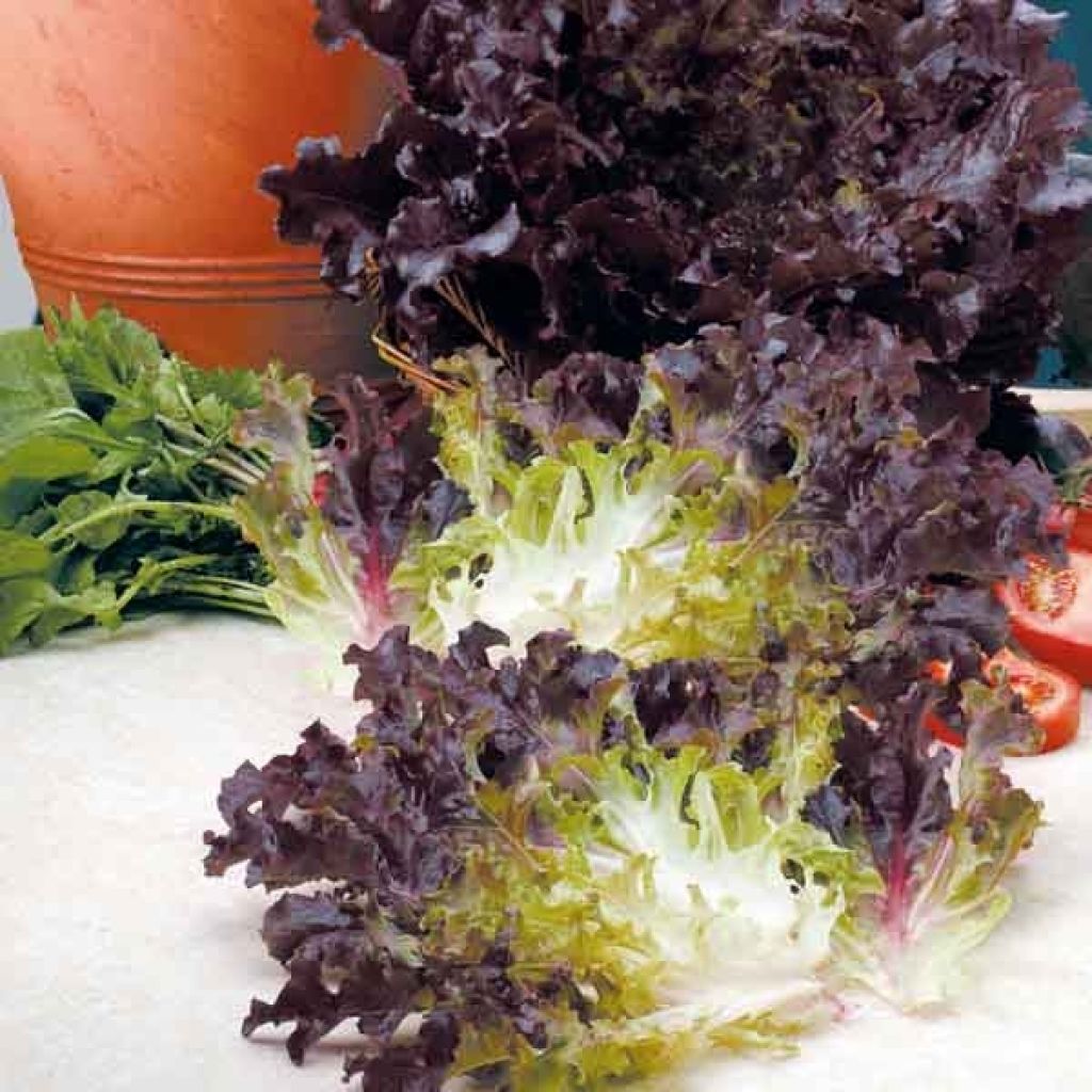 Laitue Feuille de Chêne Rouge