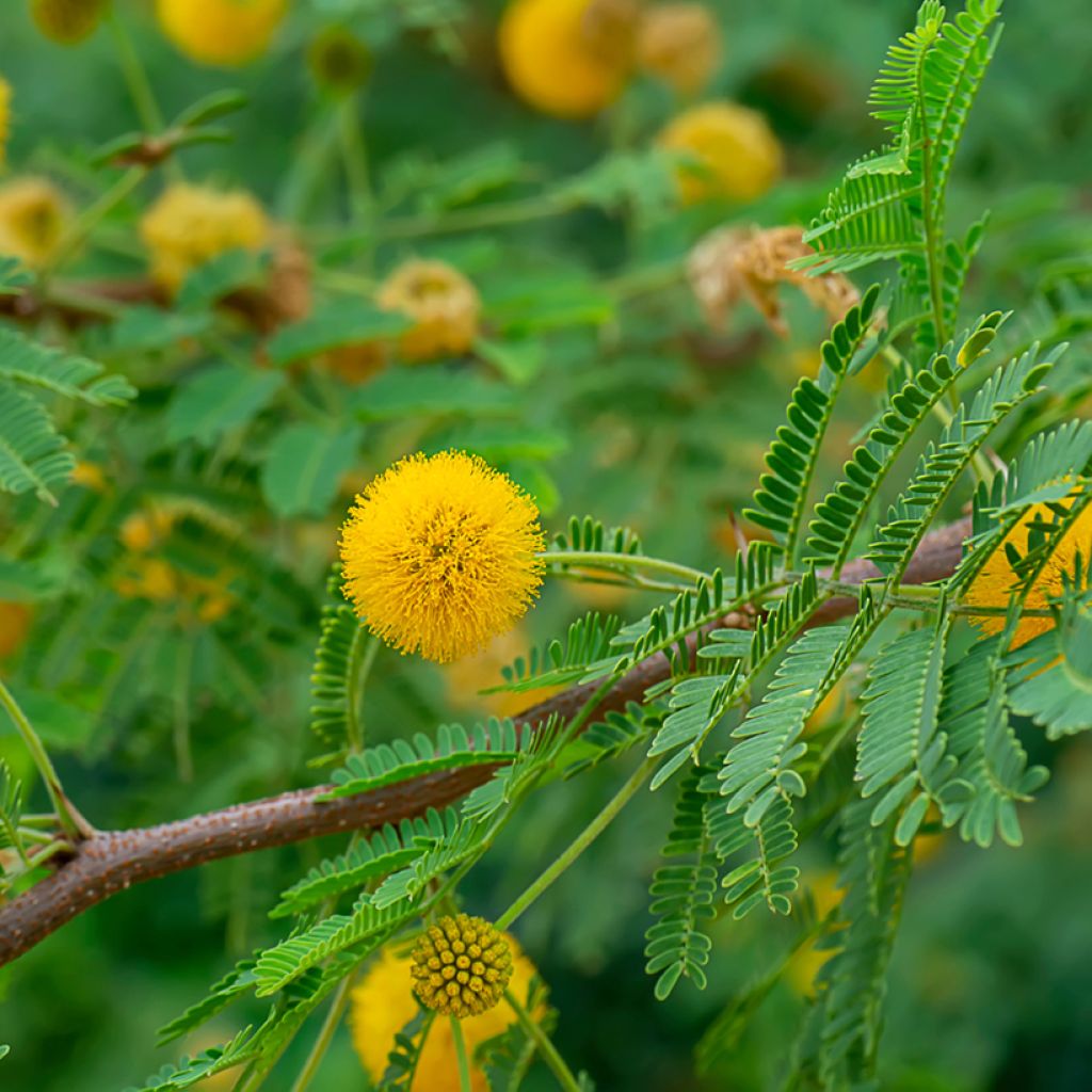 Vachellia farnesiana - Cassier