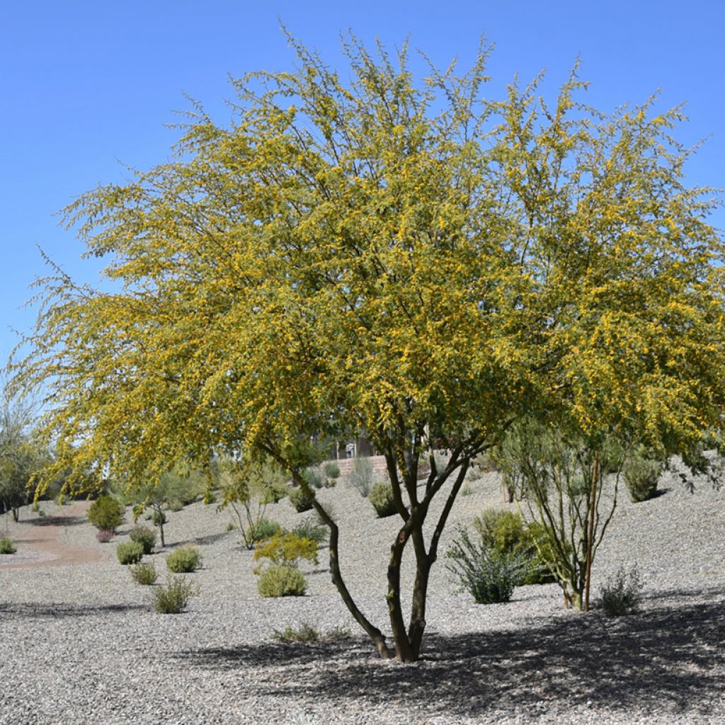 Vachellia farnesiana - Cassier
