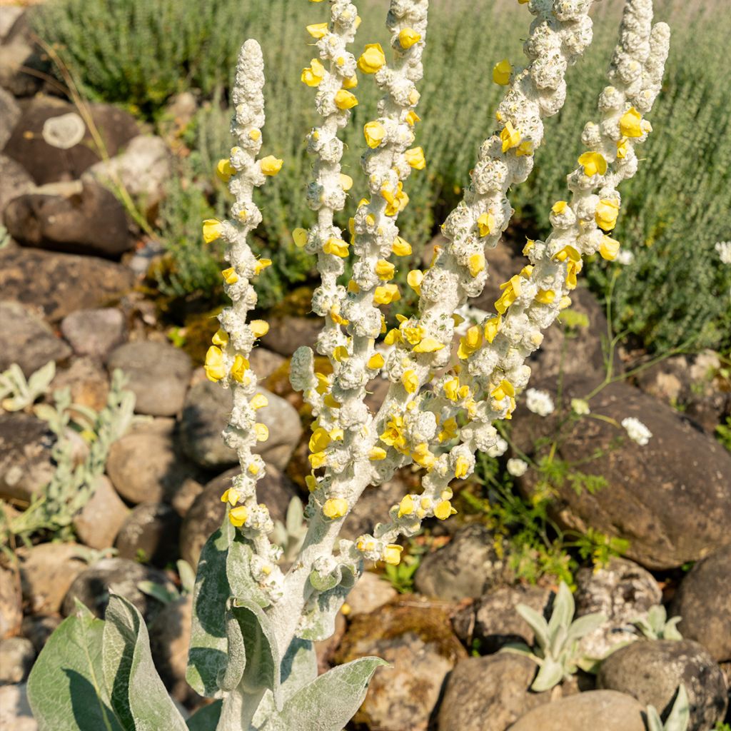 Graines de Verbascum bombyciferum Silver Lining - Molène