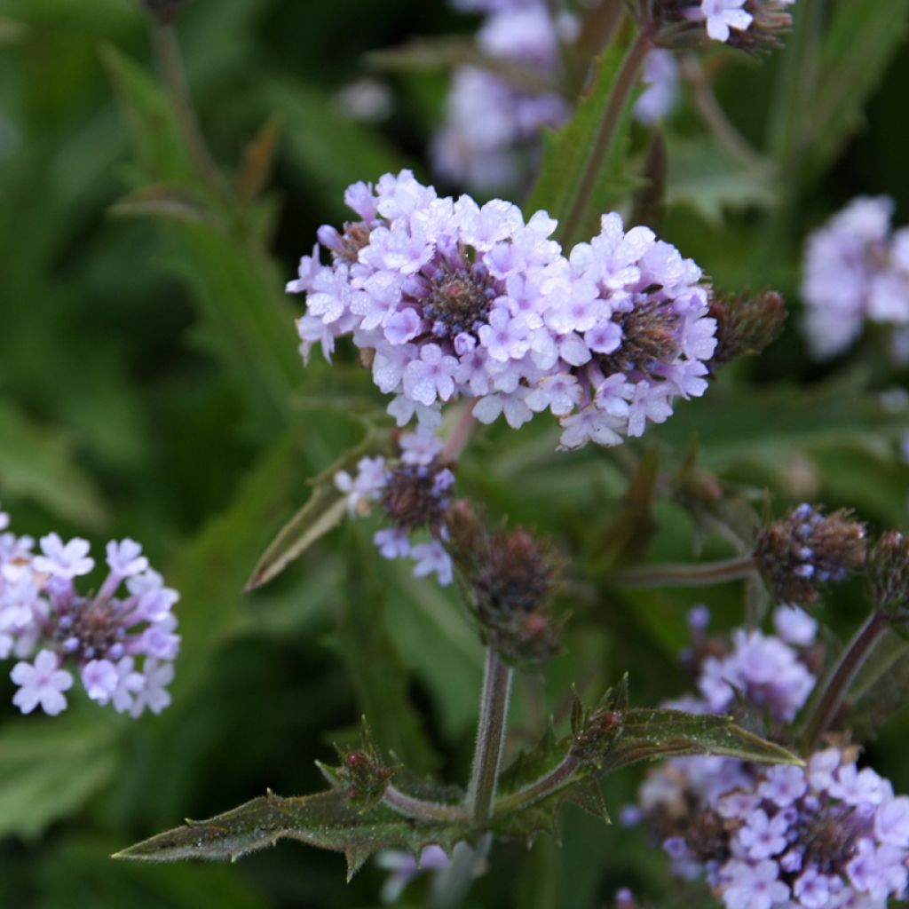 Verbena rigida Polaris, Verveine