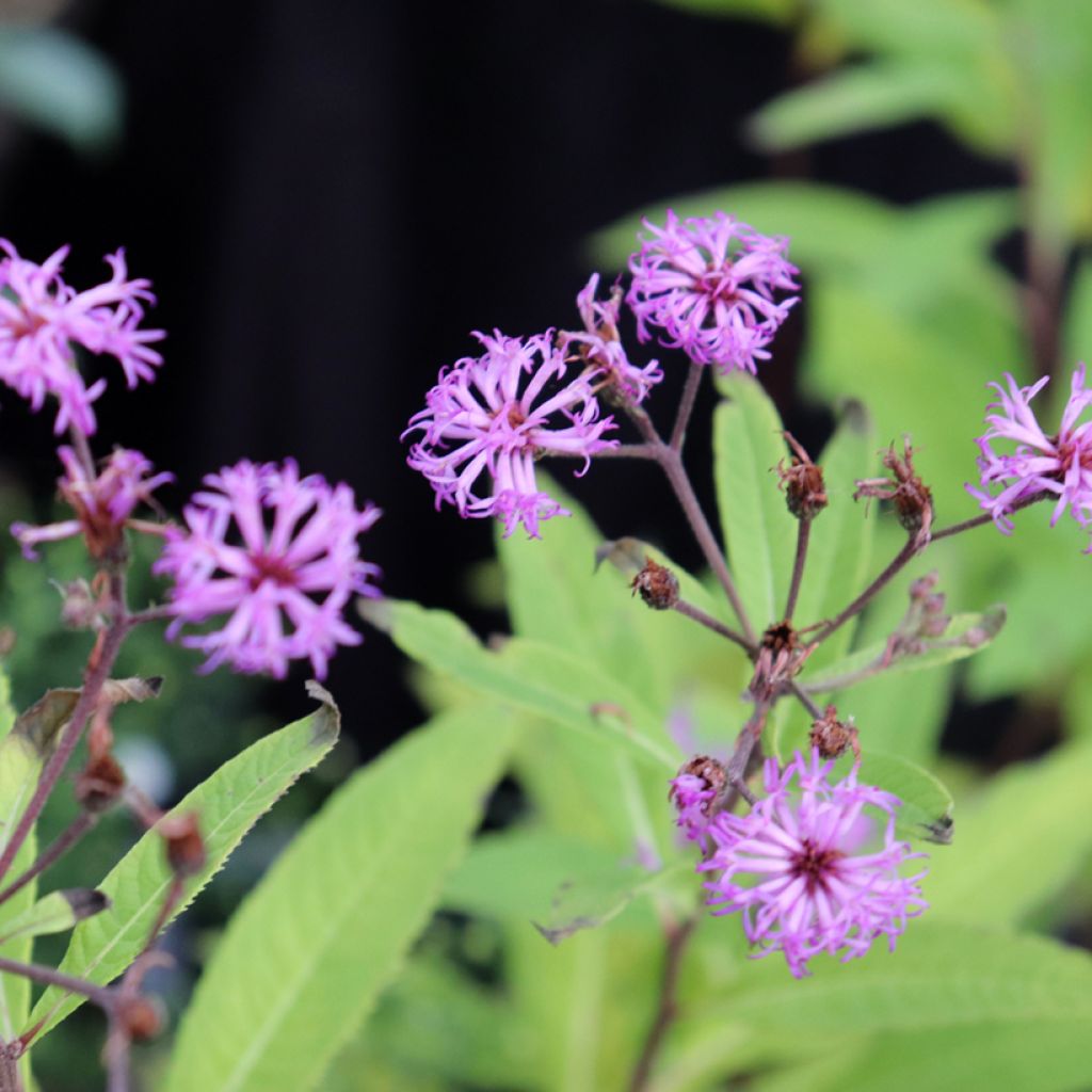 Vernonia missurica - Vernone du Missouri