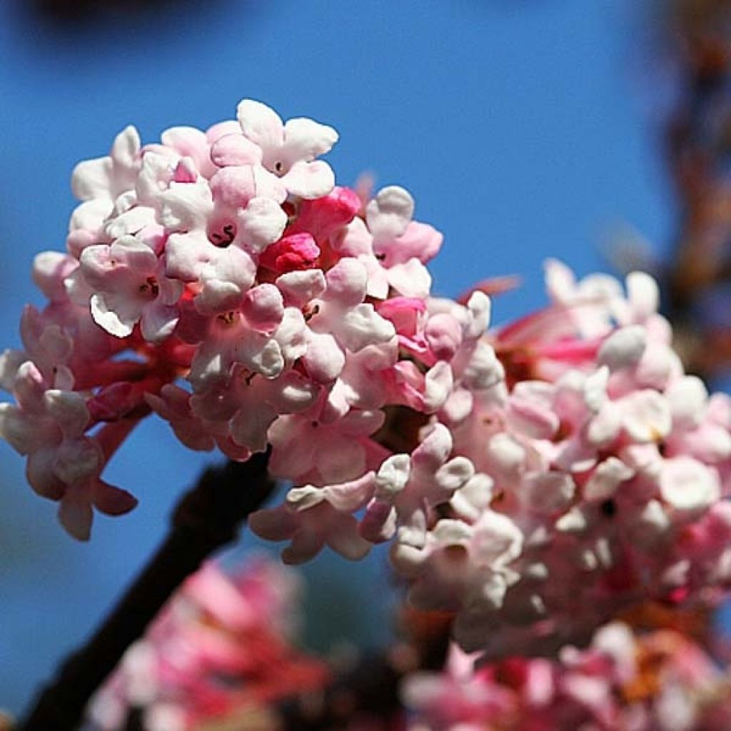 Viorne d hiver, Viburnum bodnantense Dawn