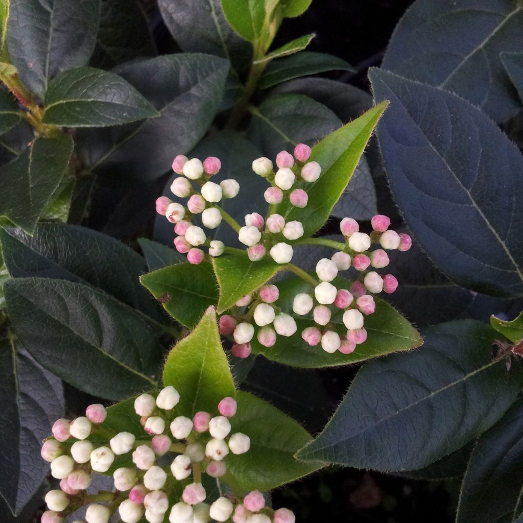 Viburnum tinus Eve Price - Laurier tin