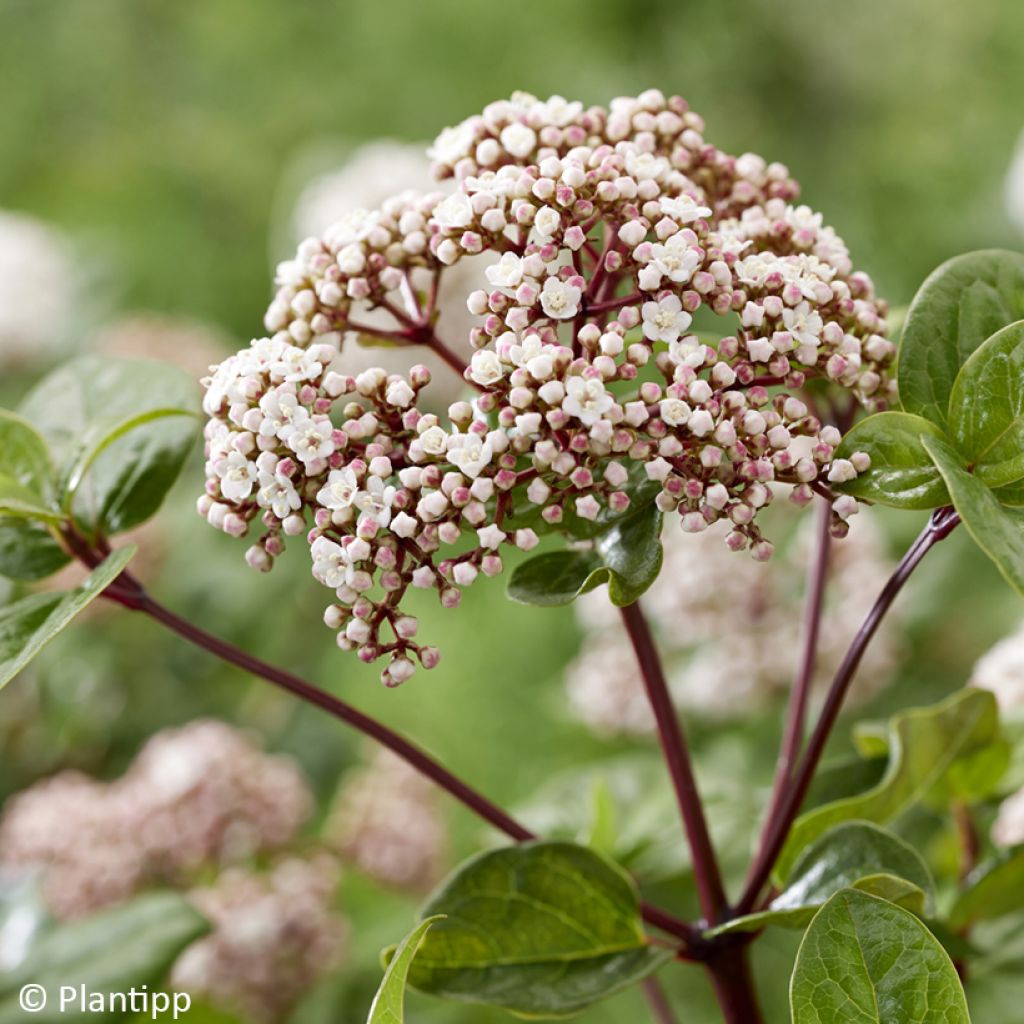 Viburnum tinus Rock'n Rolla - Laurier tin