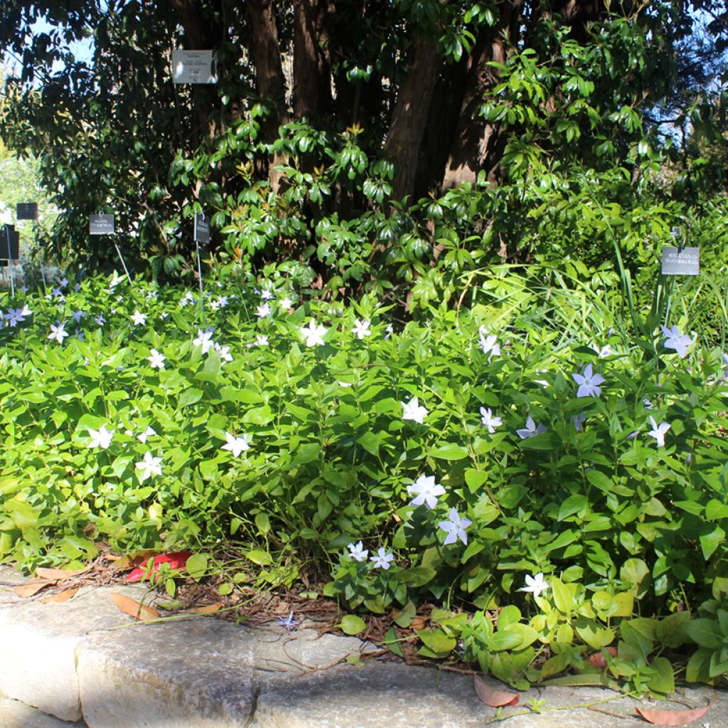 Vinca major - Grande Pervenche