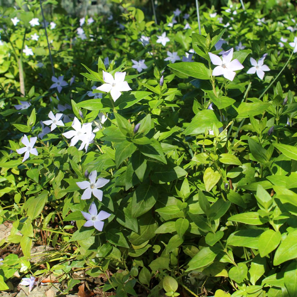 Vinca major - Grande Pervenche