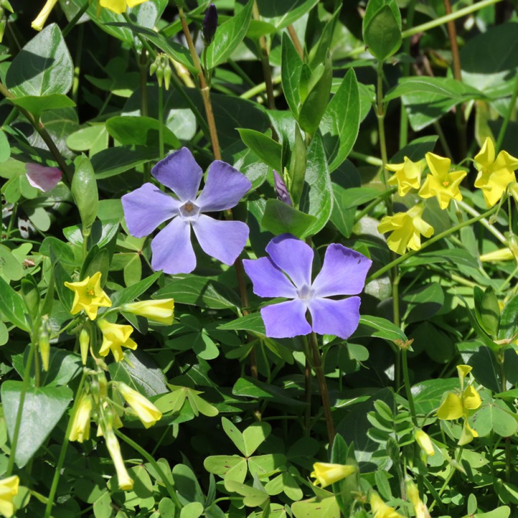 Vinca major - Grande Pervenche