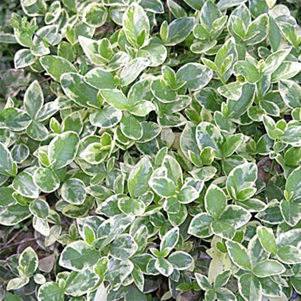 Vinca minor Argenteovariegata - Pervenche à petites fleurs panachée