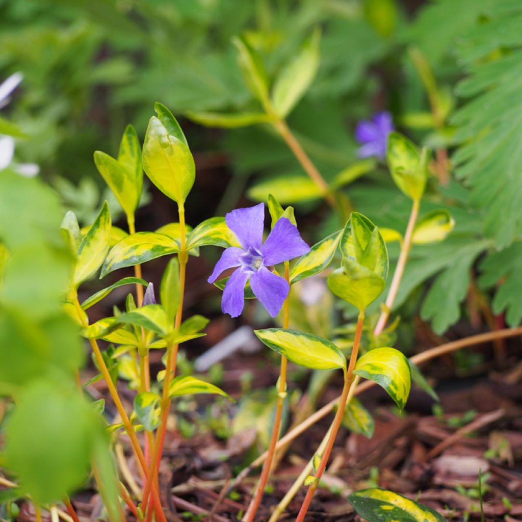 Vinca minor Illumination - Pervenche panachée à petites fleurs 