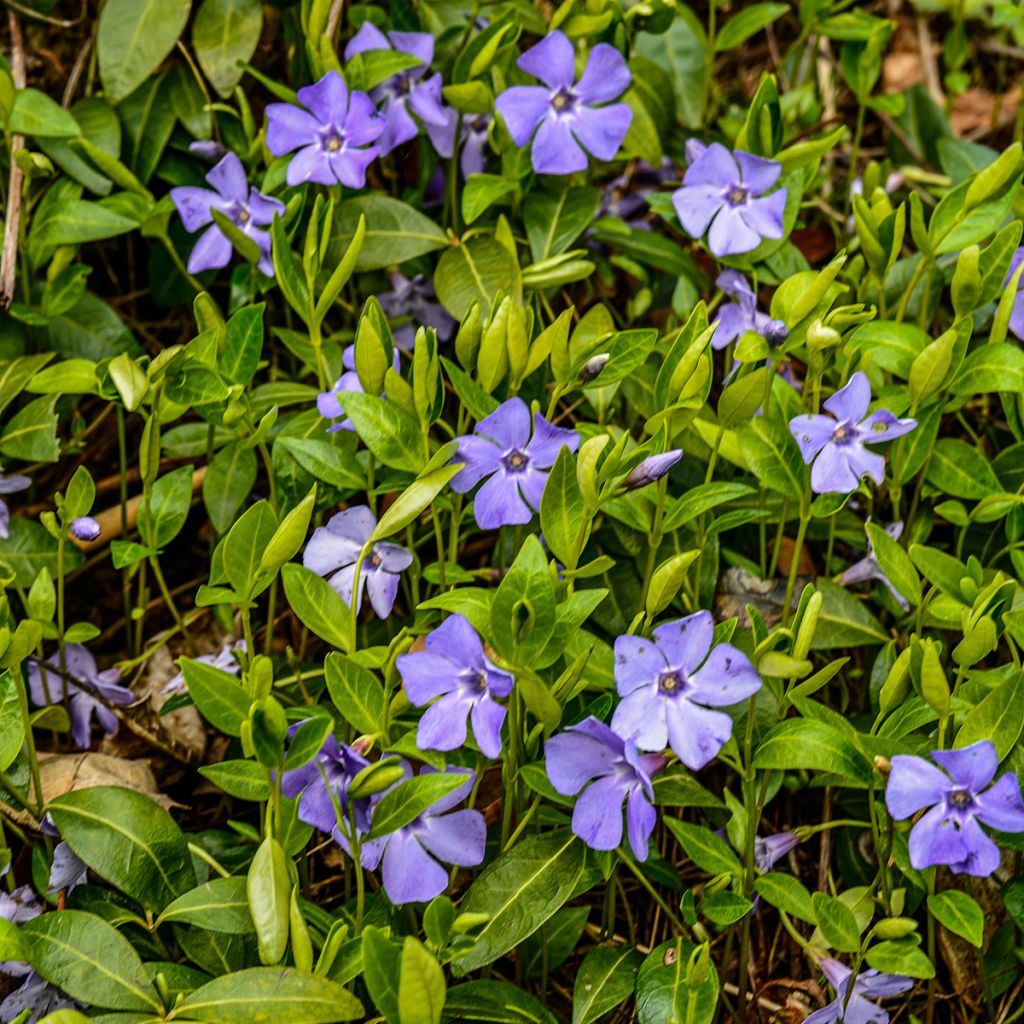 Vinca minor- Petite pervenche