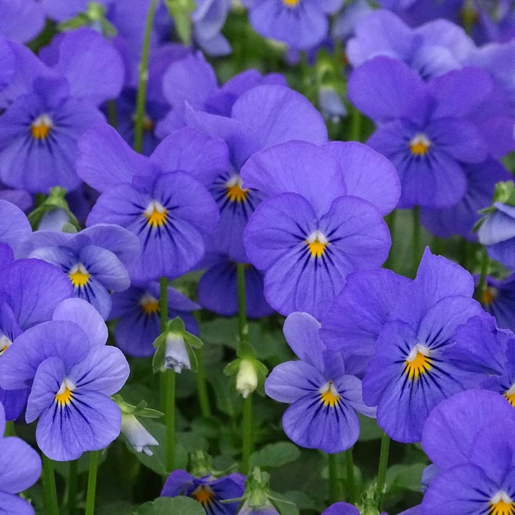 Violette cornue Penny Blue Mini-motte - Mottes de 3,8 x 3,2 cm en plaque de culture par 16