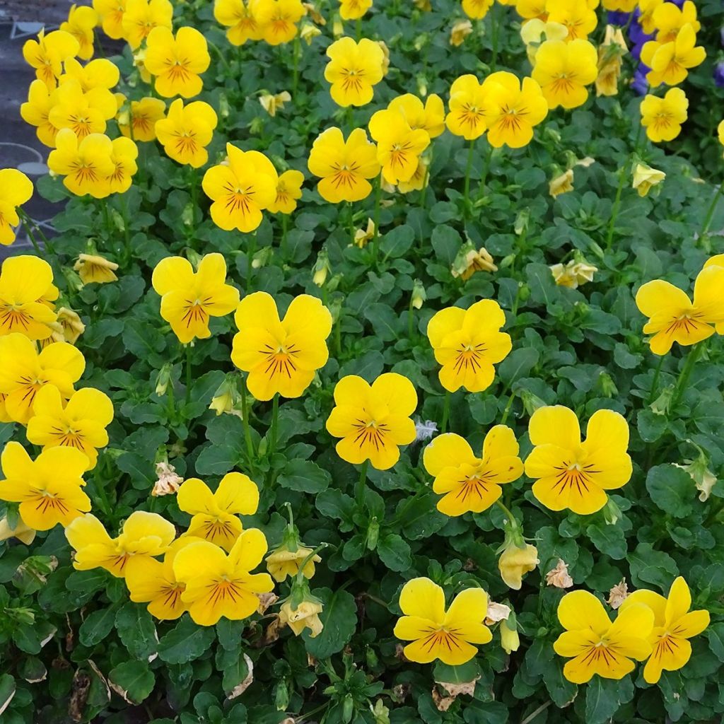 Violette cornue Penny Yellow Mini-motte - Mottes de 3,8 x 3,2 cm en plaque de culture par 16