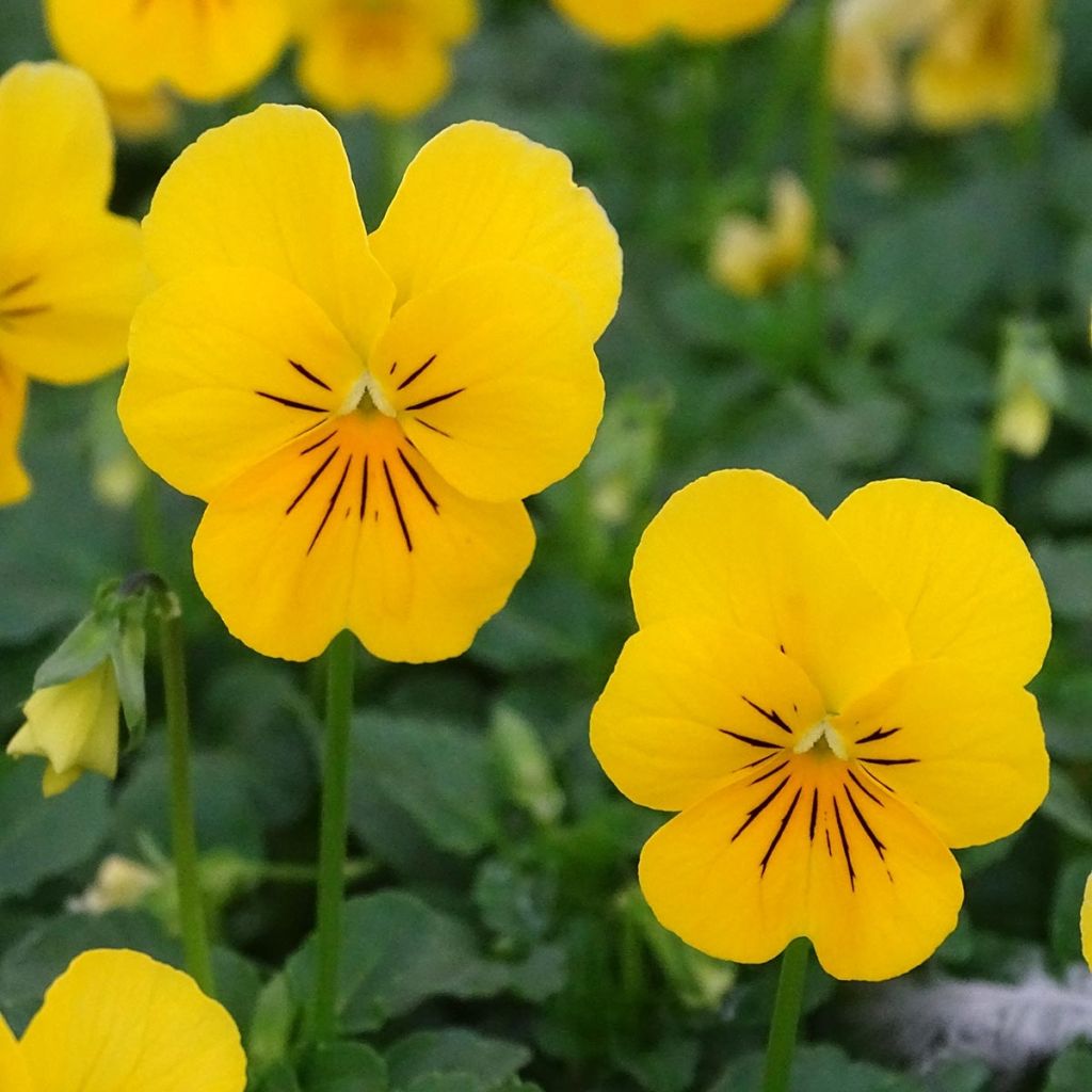 Violette cornue Penny Yellow Mini-motte - Mottes de 3,8 x 3,2 cm en plaque de culture par 16