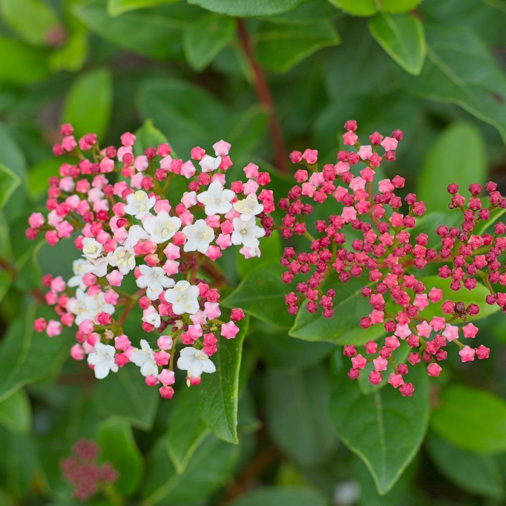 Viorne, Laurier tin - Viburnum tinus Gwenlian