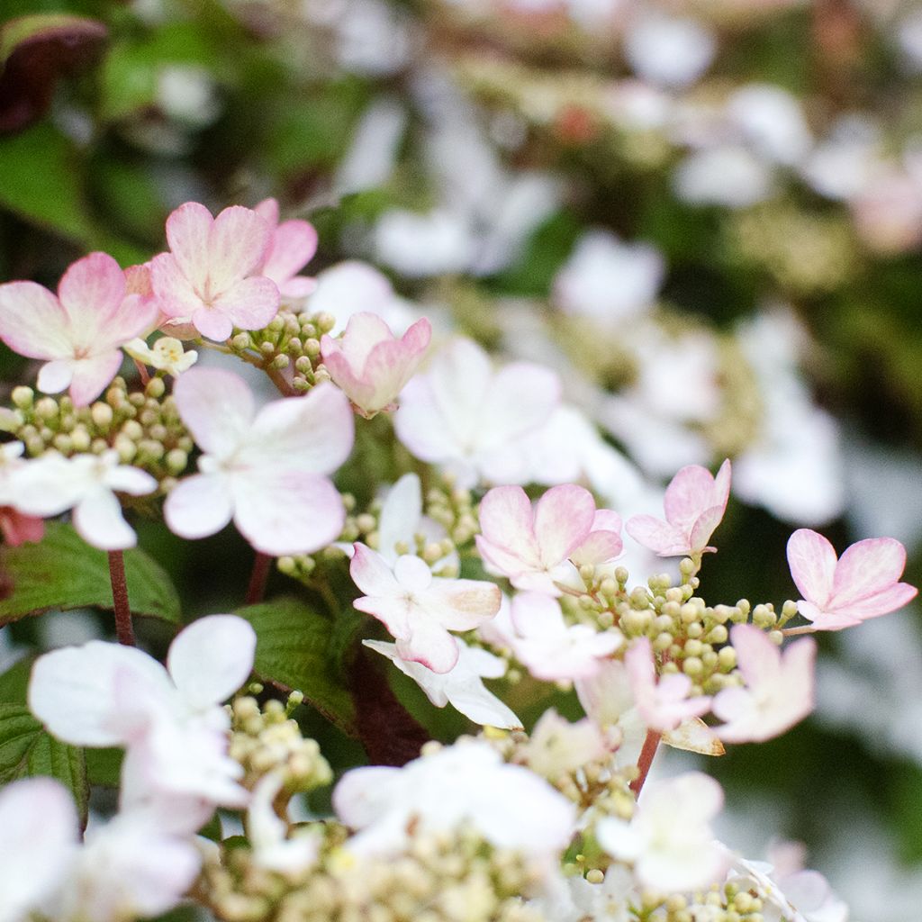 Viorne - Viburnum plicatum Pinkawai