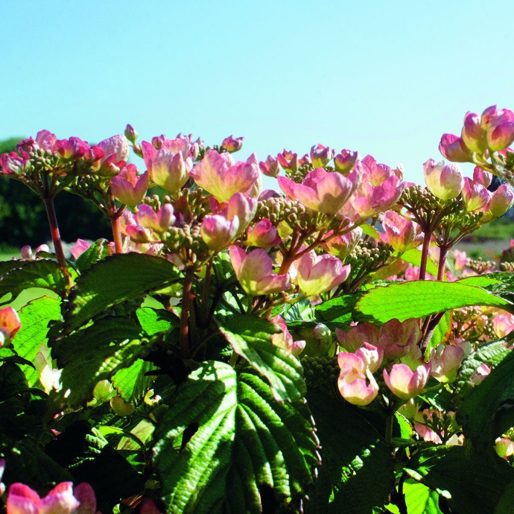 Viorne - Viburnum plicatum Pinkimono