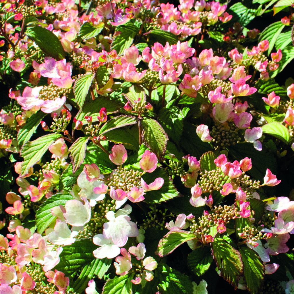 Viorne - Viburnum plicatum Pinkimono
