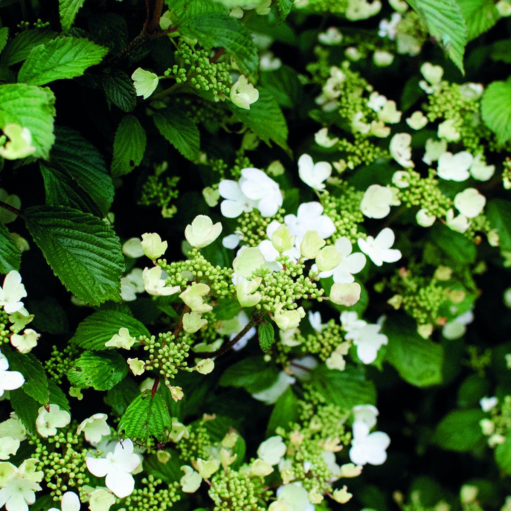 Viorne - Viburnum plicatum Shirogami