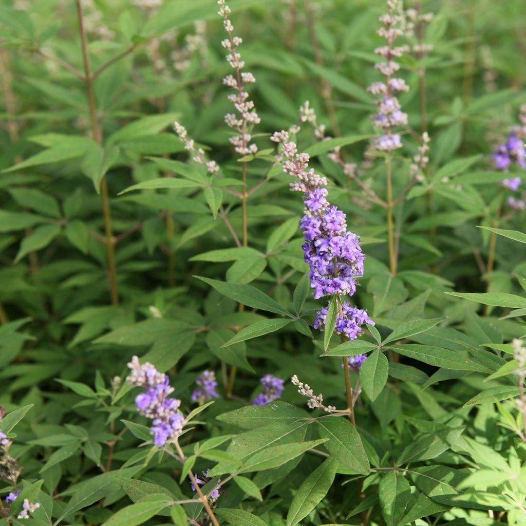 Vitex agnus-castus Queen Bee - Gattilier