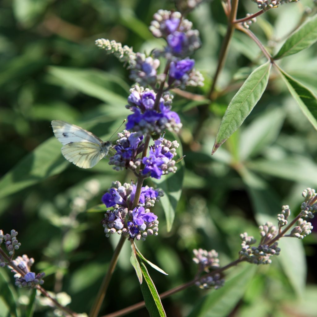 Vitex agnus-castus Queen Bee - Gattilier