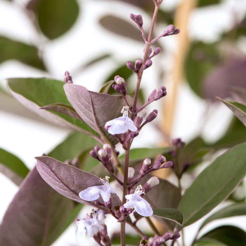 Vitex trifolia Purpurea - Lilas d'Arabie