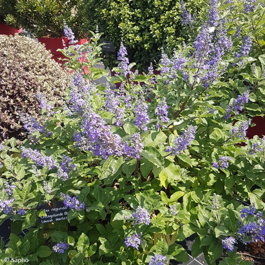 Vitex x agnus-castus Chicagoland Blues - Gattilier
