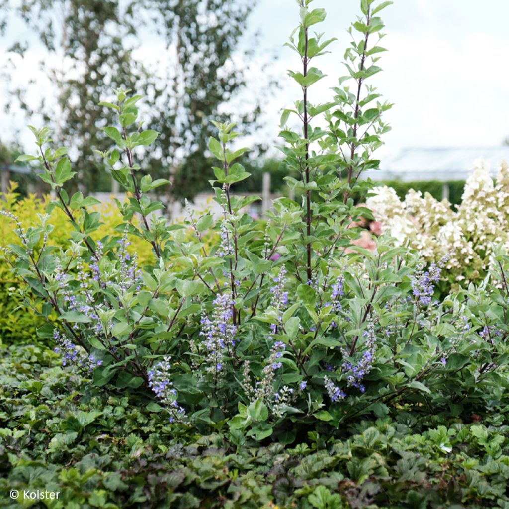 Vitex x agnus-castus Chicagoland Blues - Gattilier