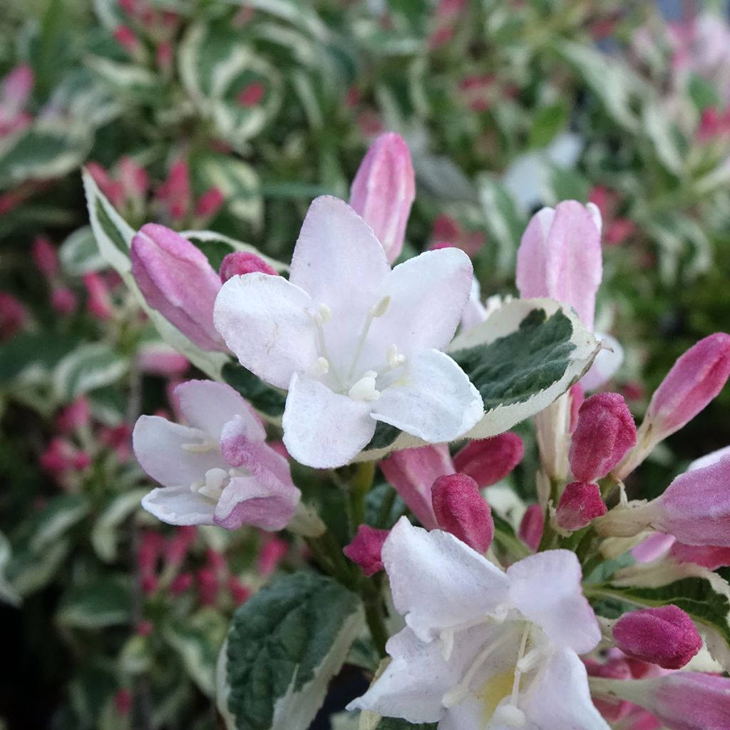 Weigela florida Variegata