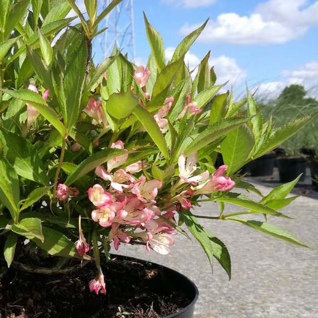 Weigelia All Summer Peach