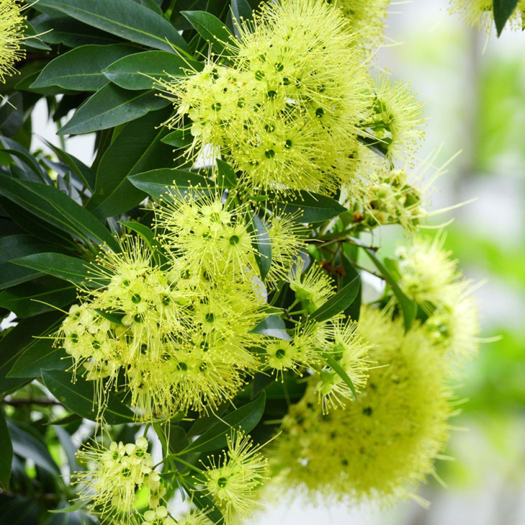 Xanthostemon chrysanthus - Penda doré
