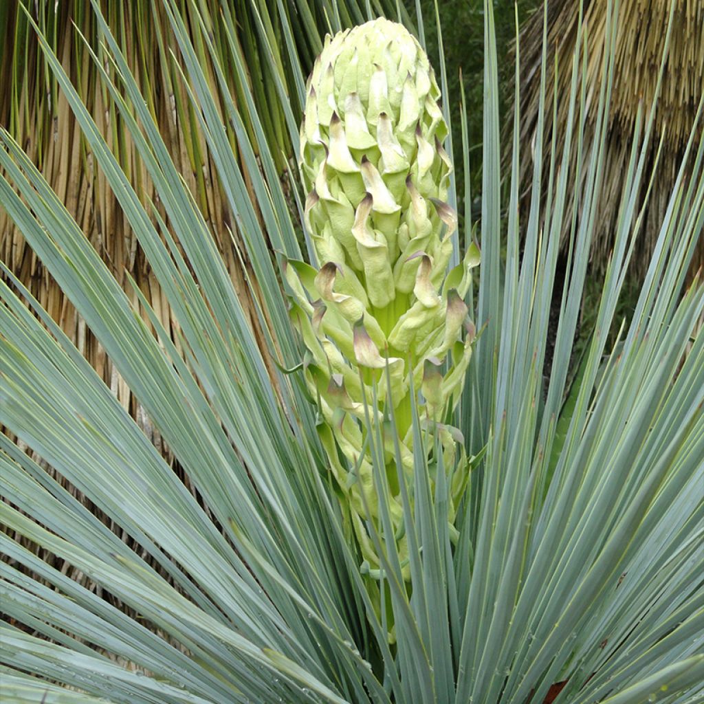 Yucca linearifolia - Yucca à feuilles linéaires