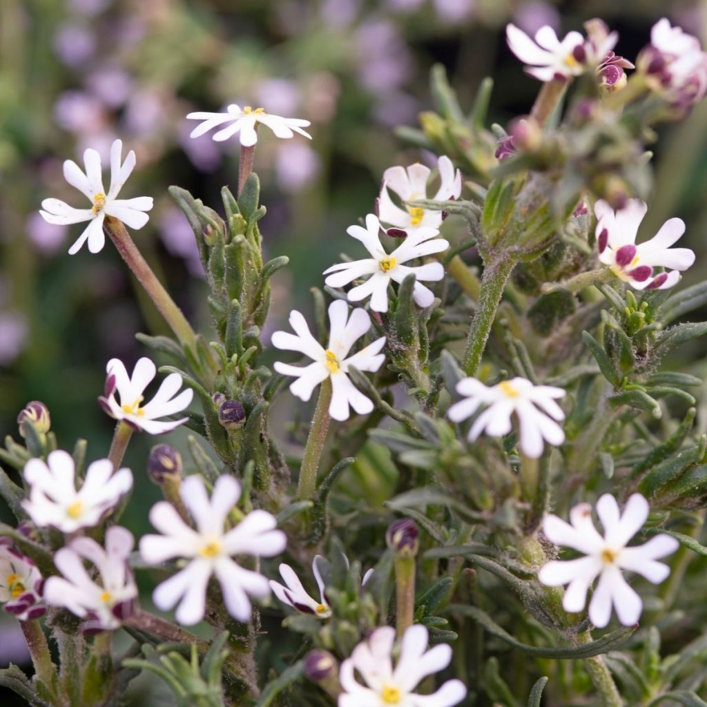 Graines de Zaluzianskya Capensis - Bonbon de minuit - Phlox de Nuit