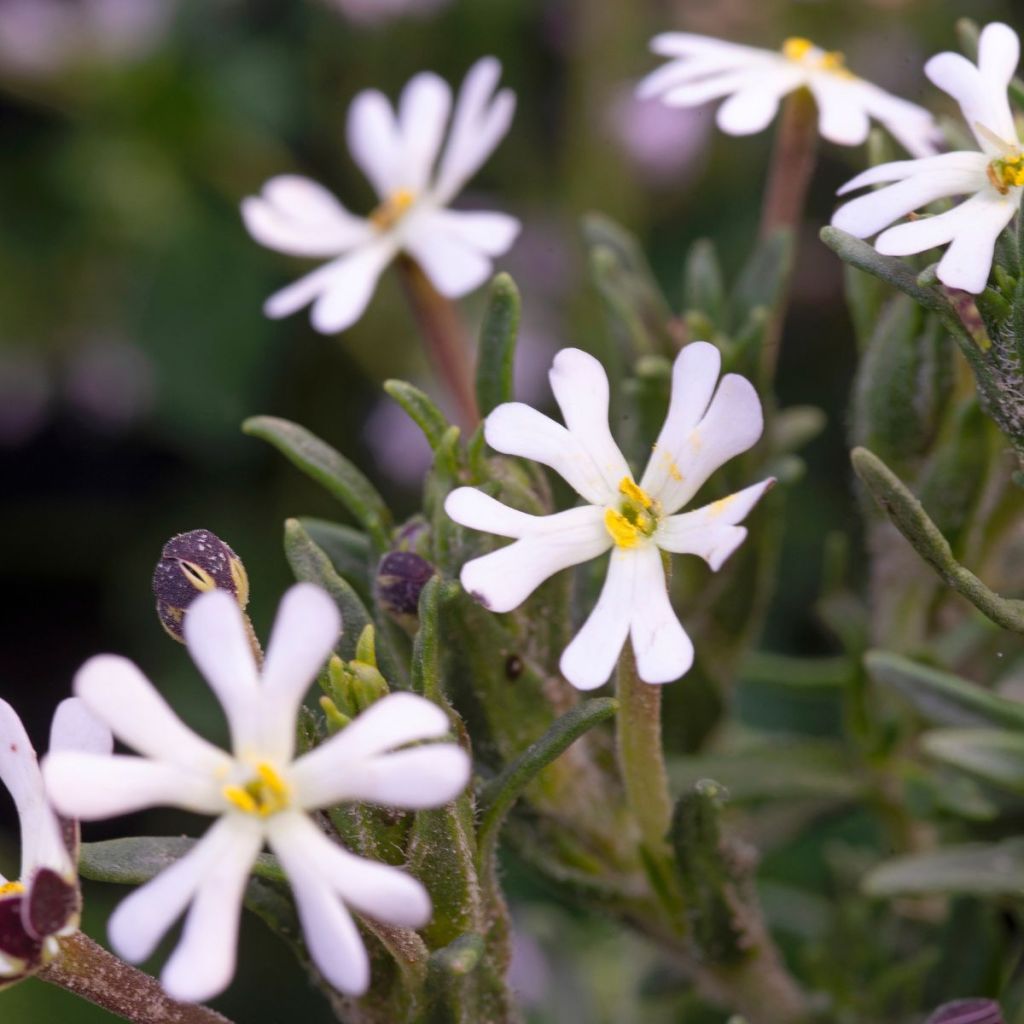 Graines de Zaluzianskya Capensis - Bonbon de minuit - Phlox de Nuit
