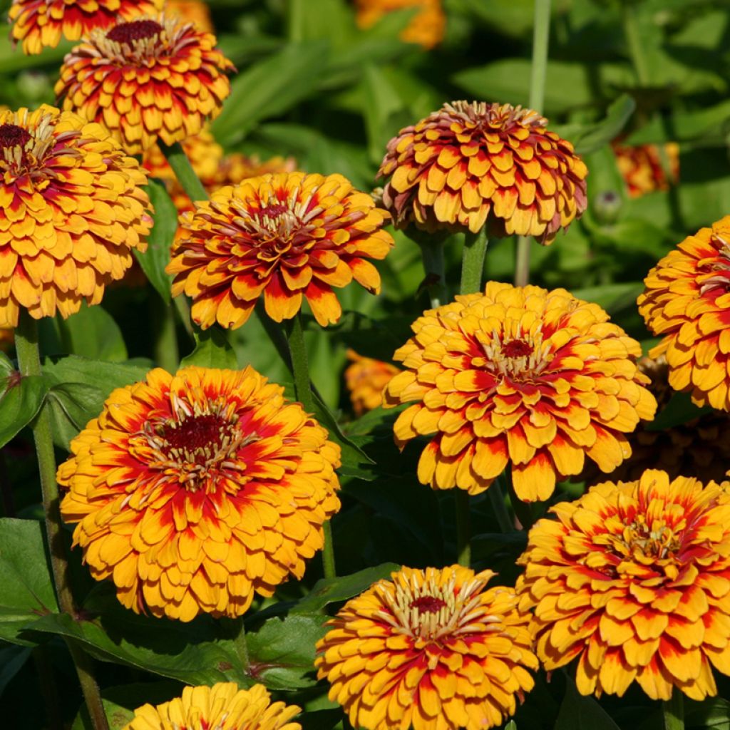 Graines de Zinnia elegans Macarenia
