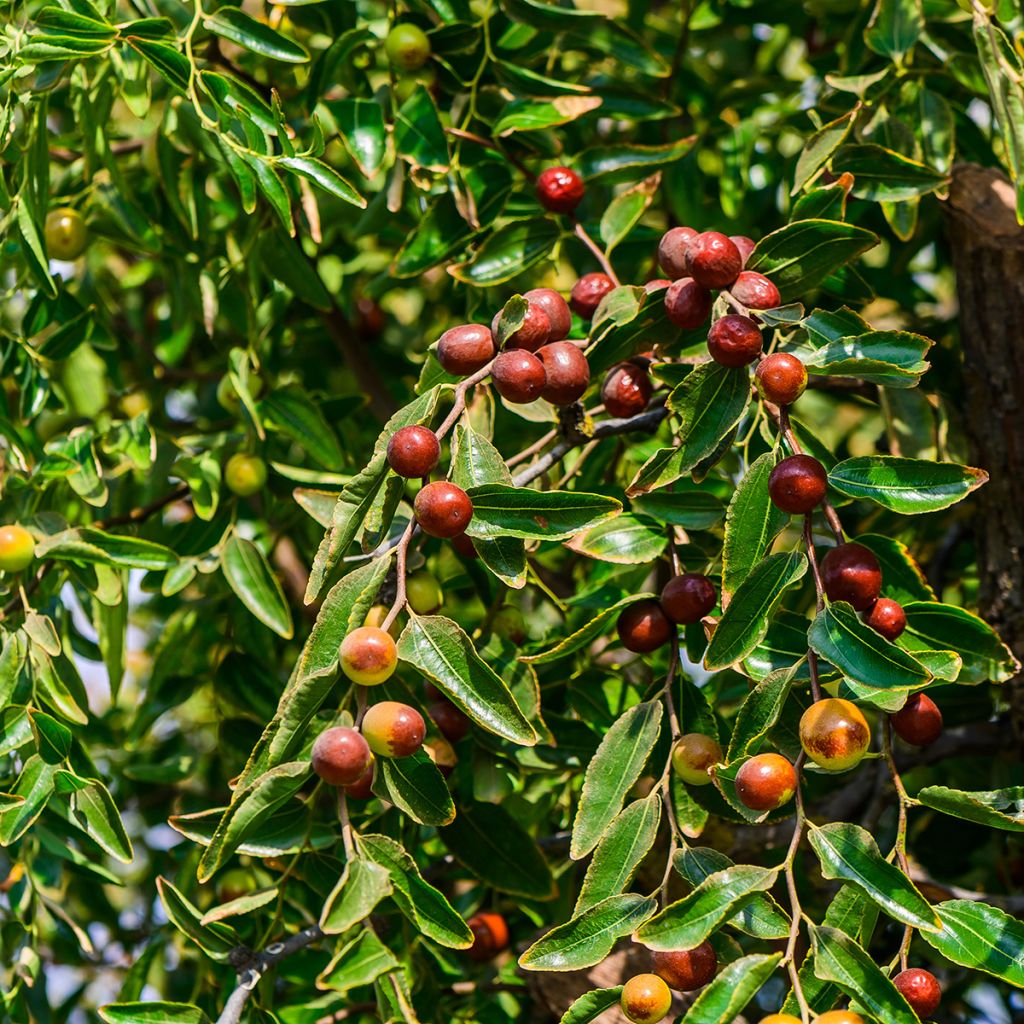 Ziziphus jujuba Abundance - Jujubier
