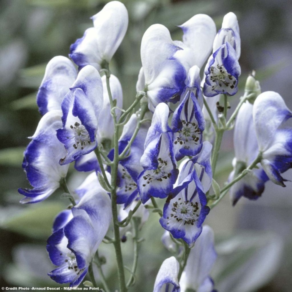 Aconite - Aconitum cammarum Bicolor