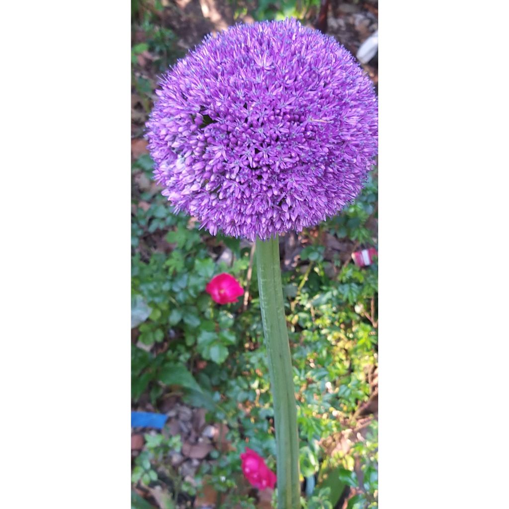 Ail d'ornement - Allium Ambassador