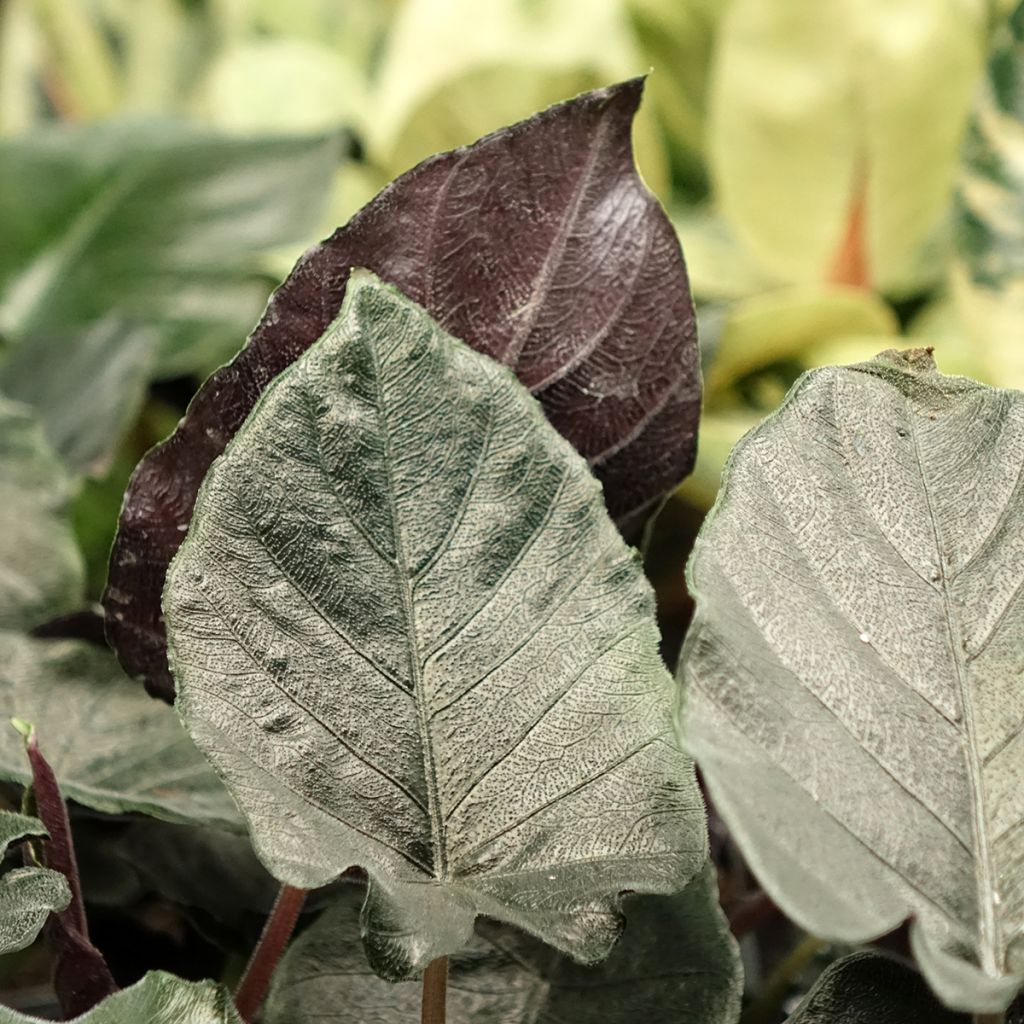 Alocasia Antoro Velvet - Oreille d'éléphant