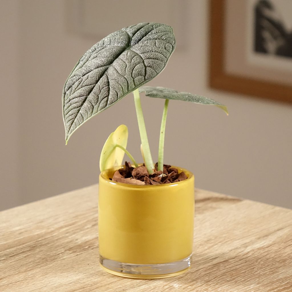 Alocasia melo - Oreille d'éléphant