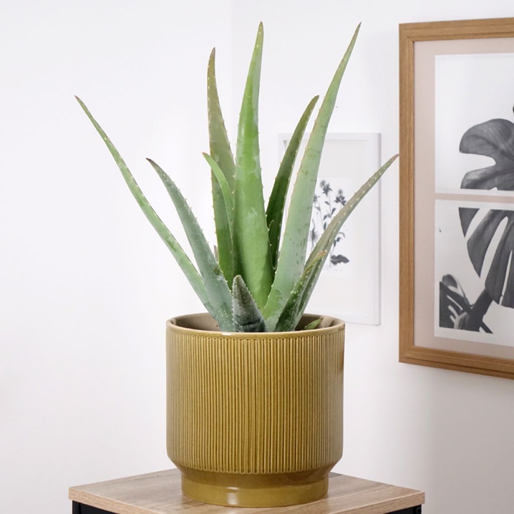 Aloe vera - Aloes des Barbades