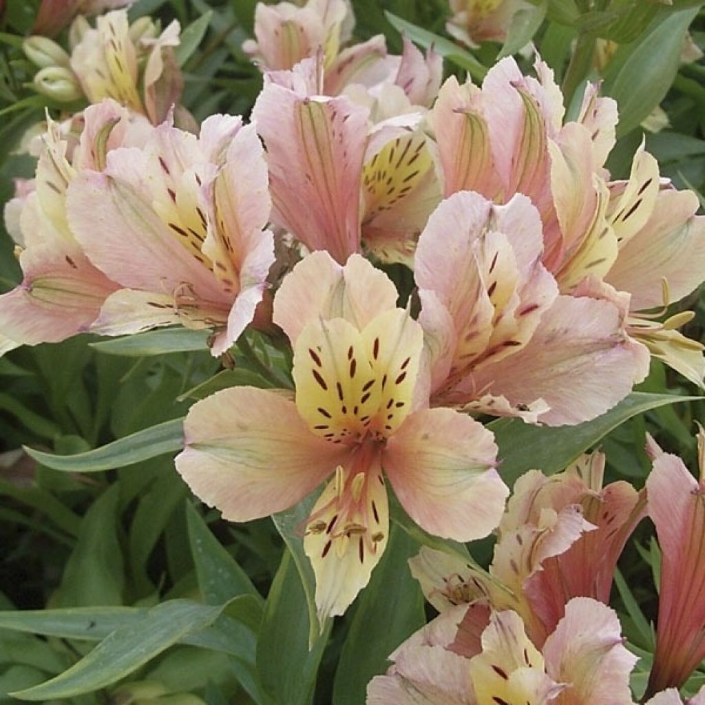 Alstroemère - Alstroemeria Inca Ice