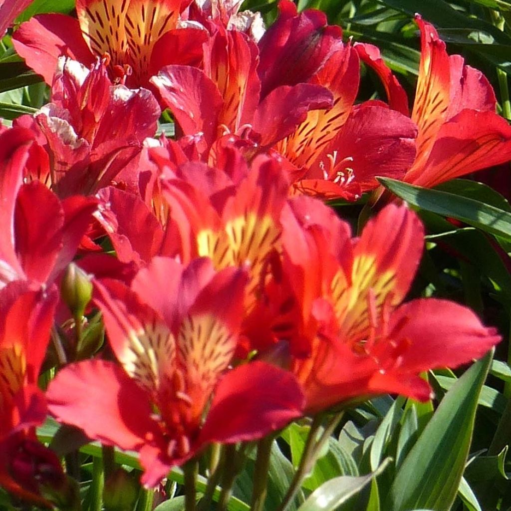 Alstroemeria Garden Summer Pepper - Lis des Incas