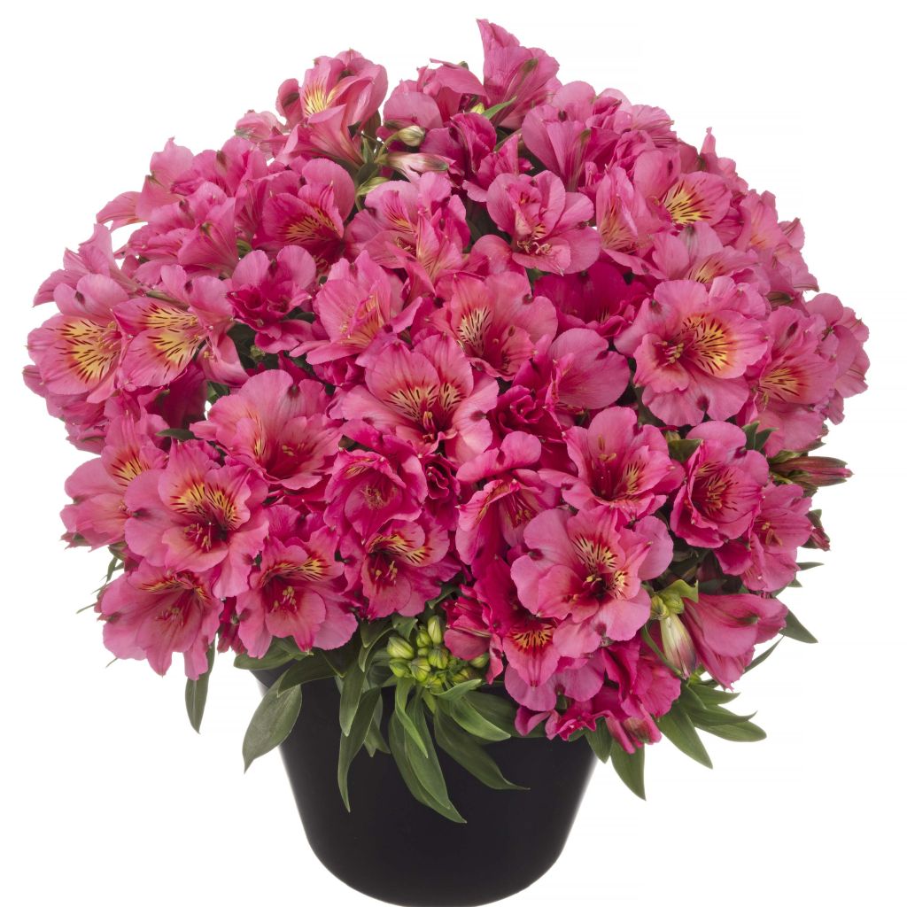 Alstroemeria Inticancha Sun Malaga - Lis des Incas