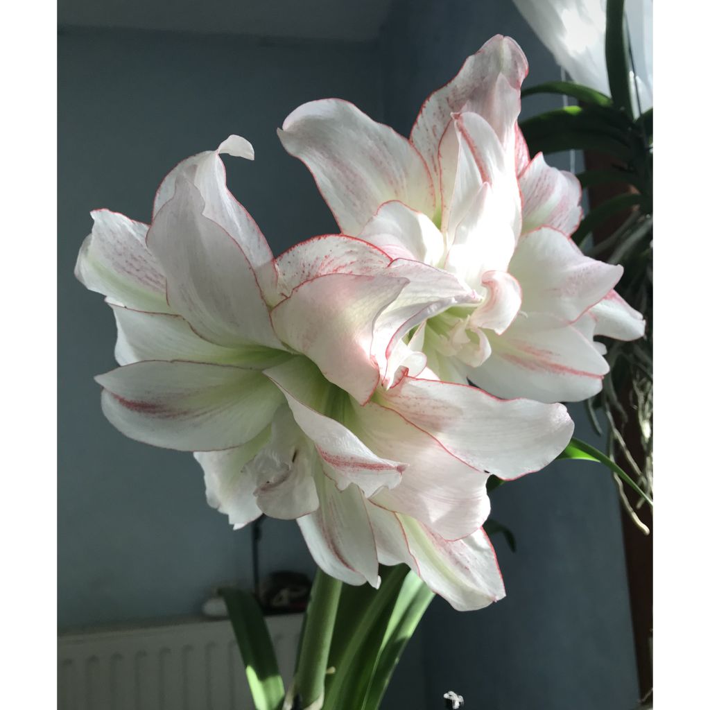 Amaryllis double Aphrodite