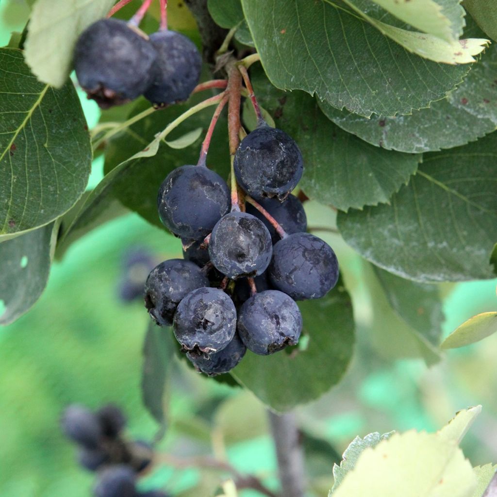 Amélanchier alnifolia Saskablue