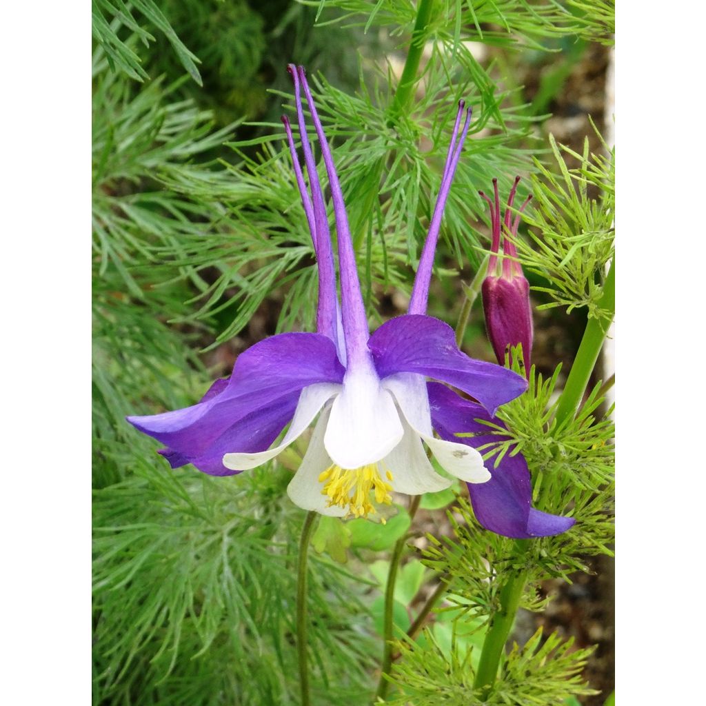 Graines d'Ancolie hybride Mac Kana - Aquilegia x cultorum