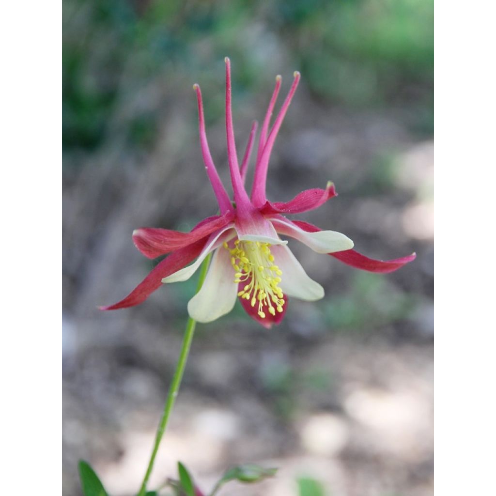 Ancolie Crimson Star (rouge et blanche) - Aquilegia vulgaris